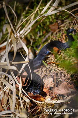 Kreuzotter (Vipera berus)