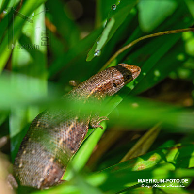 Waldeidechse (Zootoca vivipara, Syn.: Lacerta vivipara)