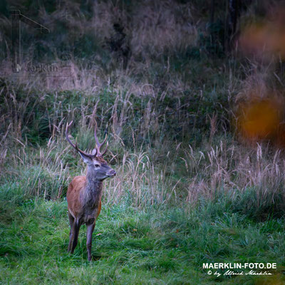 Hirschbrunft, Rothirsch (Cervus elaphus)