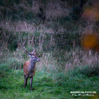 Hirschbrunft, Rothirsch (Cervus elaphus)