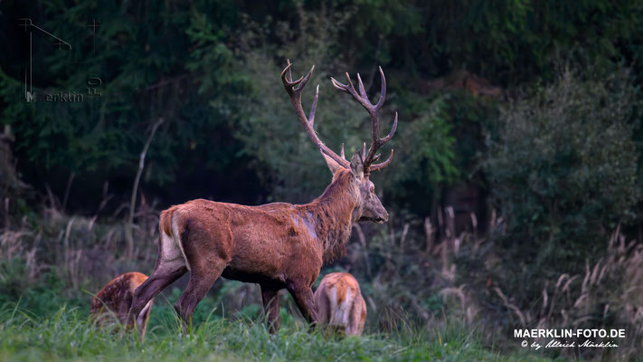 Hirschbrunft, Rothirsch (Cervus elaphus)