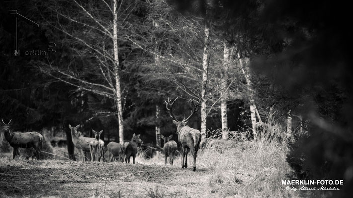 Hirsche im Naturpark Schönbuch, Hirsch, Rothirsch (Cervus elaphus)