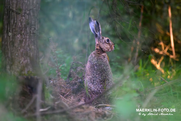 Feldhase (lepus europaeus), Heckengäu