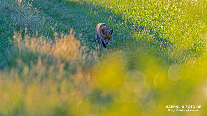 Rotfuchs (Vulpes vulpes) bei der Rückkehr von der Jagd zwischen den Feldern, Heckengäu, Baden-Württemberg