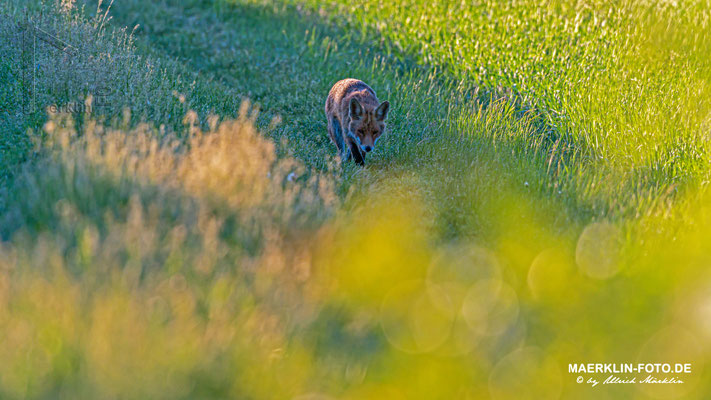 Rotfuchs (Vulpes vulpes) bei der Rückkehr von der Jagd zwischen den Feldern, Heckengäu, Baden-Württemberg