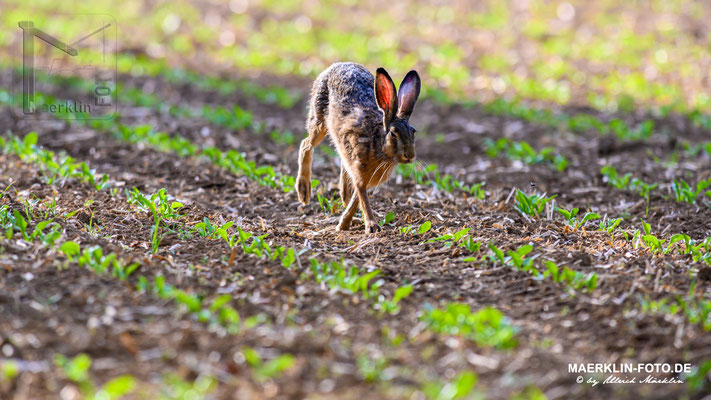 Feldhase (lepus europaeus), Heckengäu
