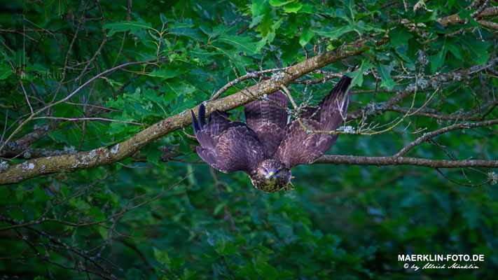Mäusebussard (buteo buteo) bei der Jagd, Naturpark Schönbuch