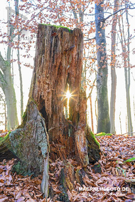 sonnendurchschienener Baumstamm, Heckengäu