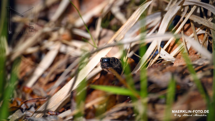 Kreuzotter (Vipera berus)