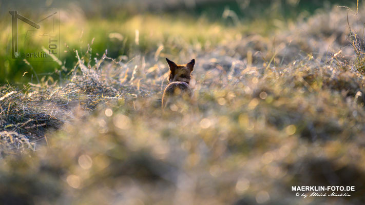 Fuchs im Heu, Heckengäu