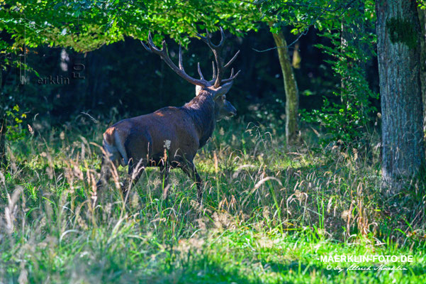 Hirschbrunft, Rothirsch (Cervus elaphus)