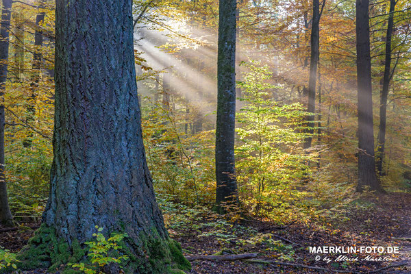 Naturpark Schönbuch
