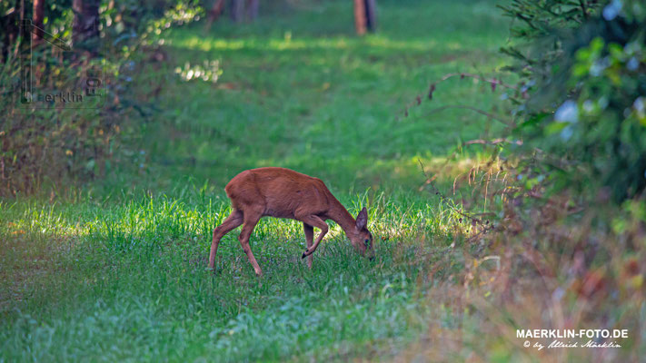 Reh (Capreolus capreolus), Ricke auf Waldlichtung