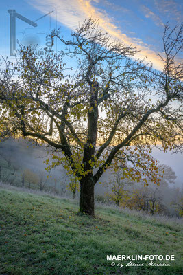 Herrenberg-Kayh, Nebel über dem Ammertal