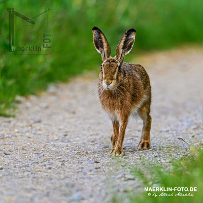 Feldhase (lepus europaeus), Heckengäu