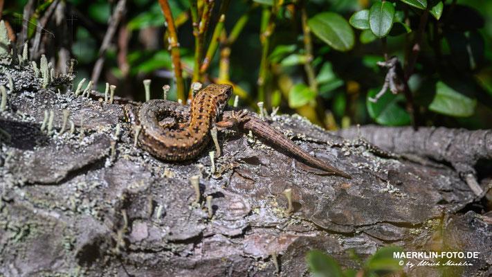 Waldeidechse/Mooreidechse (Zootoca vivipara, Syn.: Lacerta vivipara)