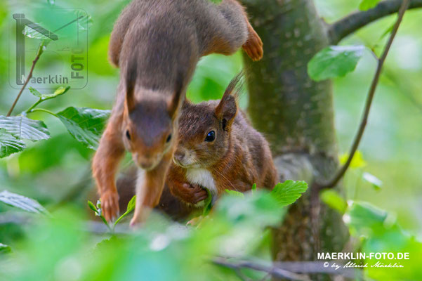 Eichhörnchen, Heckengäu