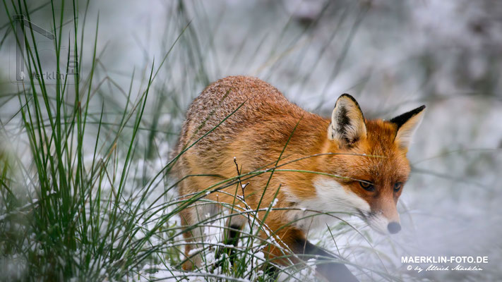 Rotfuchs im Schnee, Spitalwald, Herrenberg