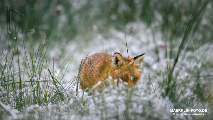 Rotfuchs im Schnee, Spitalwald, Herrenberg