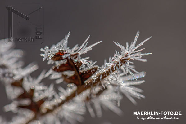 Frost im Naturpark Schönbuch, Frostzäpchen