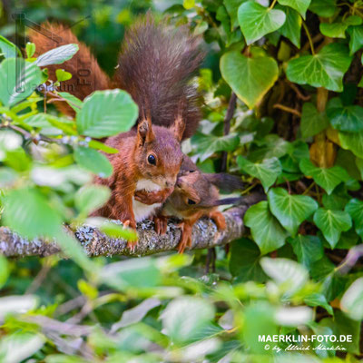 Eichhörnchen, Heckengäu