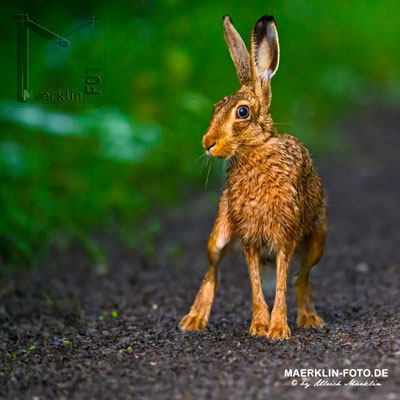 Feldhase (lepus europaeus), Heckengäu
