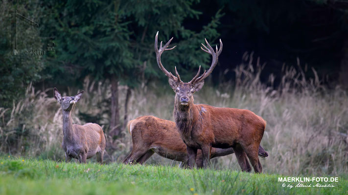 Hirschbrunft, Rothirsch (Cervus elaphus)