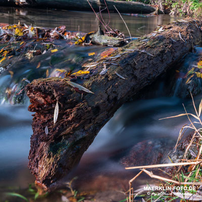 Bacherlebnispfad, Steinach bei Iselshausen, Baumstamm mit Herbstlaub