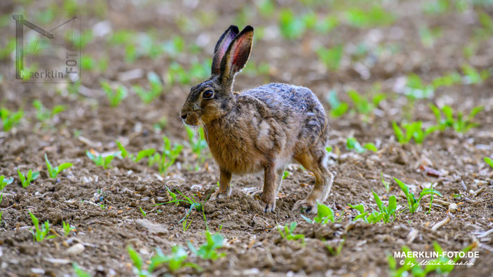 Feldhase (lepus europaeus), Heckengäu