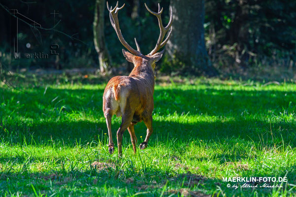 Hirschbrunft, Rothirsch (Cervus elaphus)