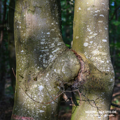 Naturpark Schönbuch