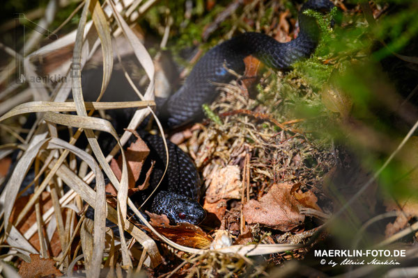 Kreuzotter (Vipera berus)