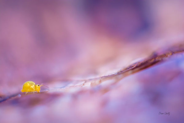Coco et la couleur pourpre