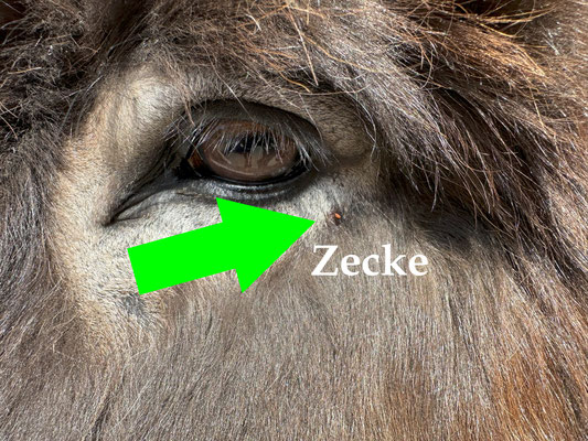 Auch Esel können durch Zeckenbisse Borreliose bekommen.