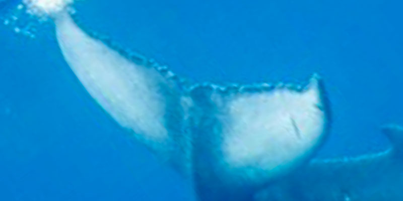 20230324c_Kominato_Suwa_MC_Calf