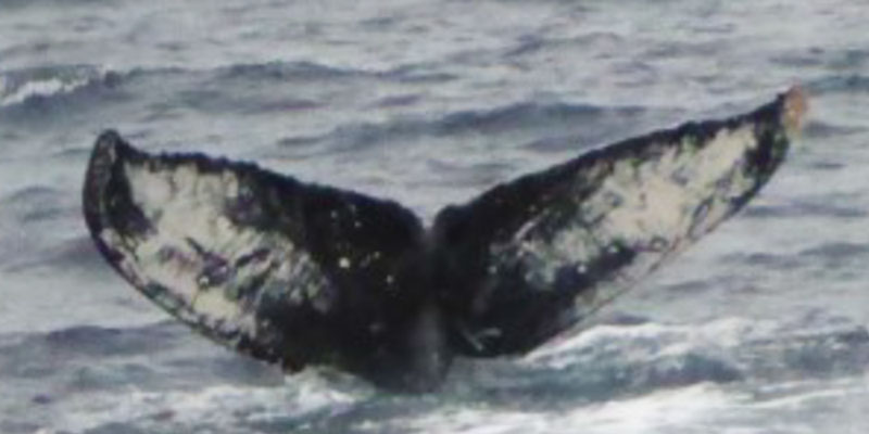 20230222b_Enn_Ito_MYC_YearingCalf