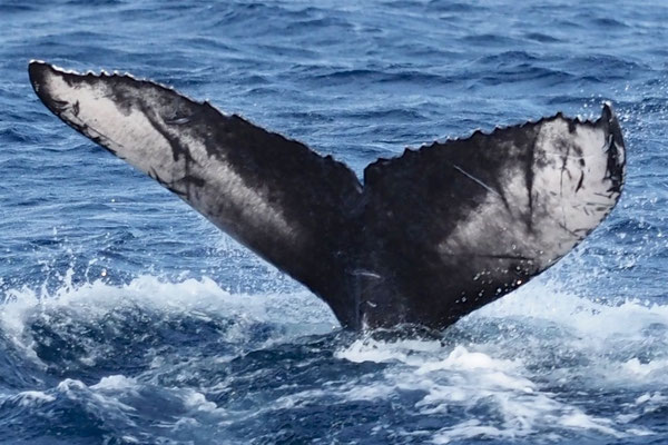 20220301b_Usyuku_Oki_MC_calf