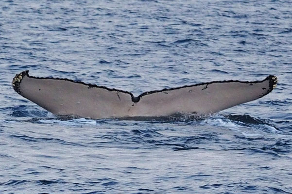 20210119b_Kominato_Oki_MCE_Escort