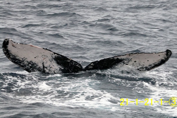 20210121b_Asani_Sai_G3_acと同群
