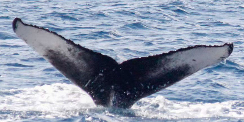20230305r_You_Suwa_YC_YearingCalf