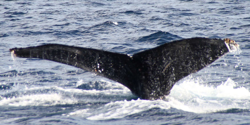 20230120f_Tokuhama_Hamachi_G1