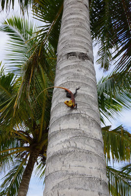 Echse auf Baum Thulagiri