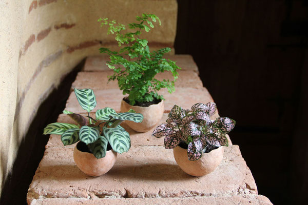 mini-pots pour plantes " éclosion "