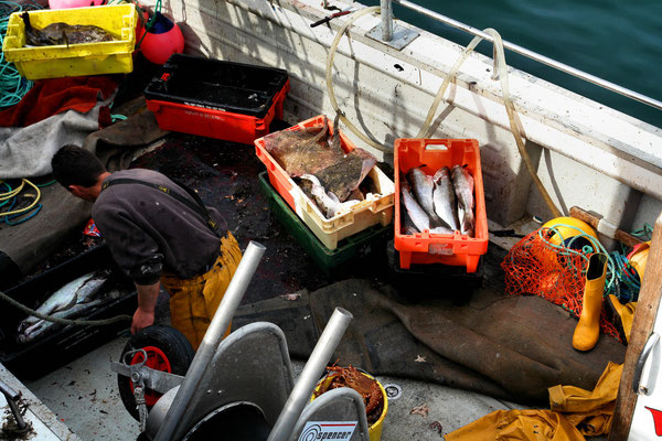 Fischfang vom Morgen in Portmagee