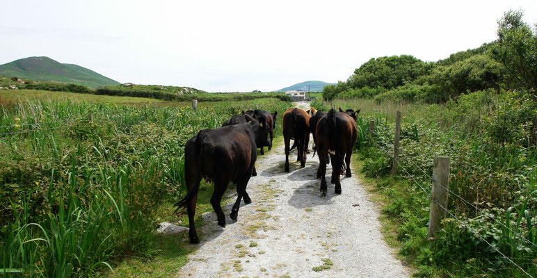 Wanderung bei Cahersiveen