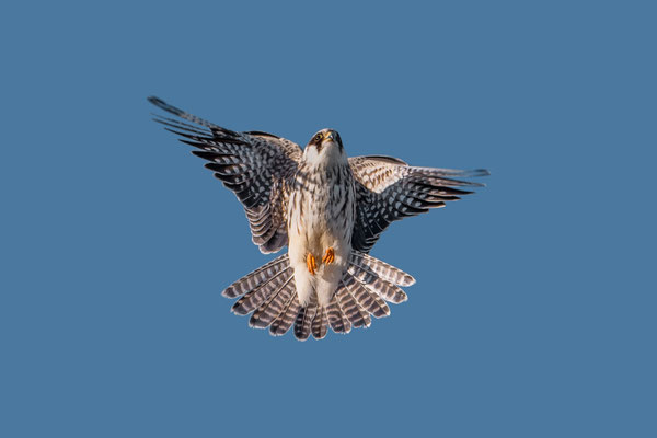 Unausgefärbter Rotfußfalke, NI 09/25