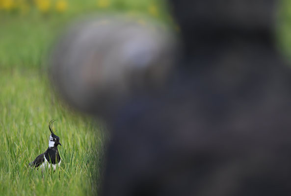 Ein sehr vertrauter und neugieriger Kiebitz beobachtet einen Naturfotografen, NI 04/26
