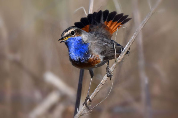 Weißsterniges Blaukehlchen Männchen, NI 04/25