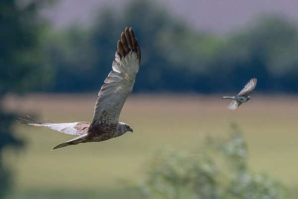 Rohrweihen Männchen und Bachstelze, NI 07/24