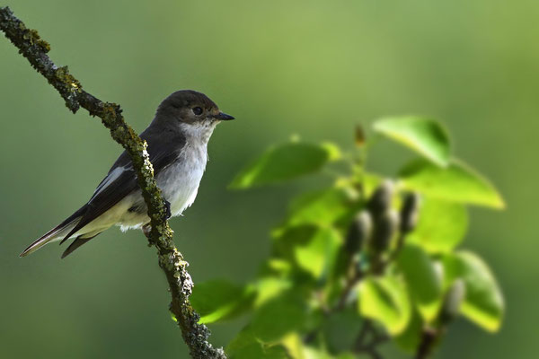 Trauerschnäpper Weibchen, TH 05/24